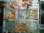 動物バザールの金魚